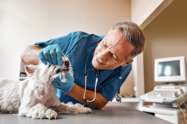 Best Emergency X-Rays and Diagnostics in South Daytona, FL